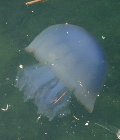 Flotsam and Jellyfish, Thessaloniki